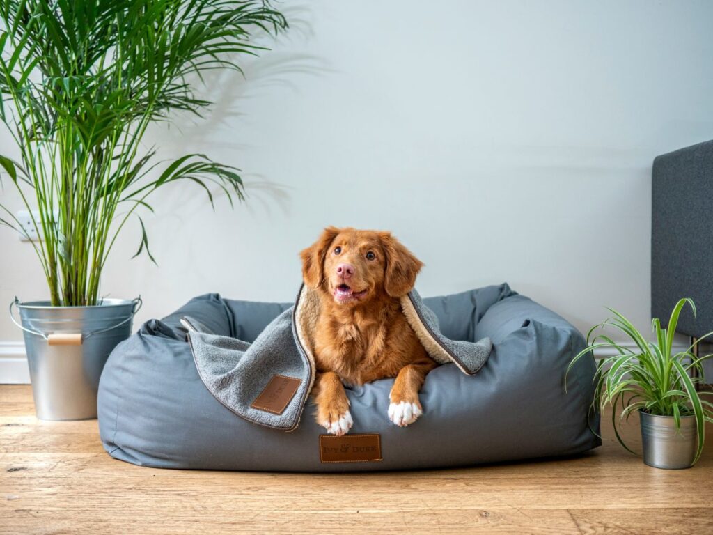 Pet Friendly accommodation